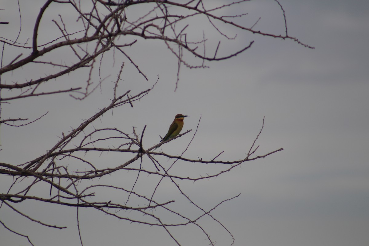 Blue-tailed Bee-eater - ML644453122
