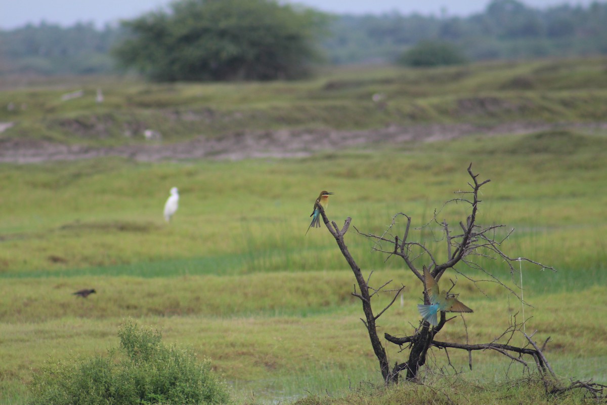 Blue-tailed Bee-eater - ML644453126