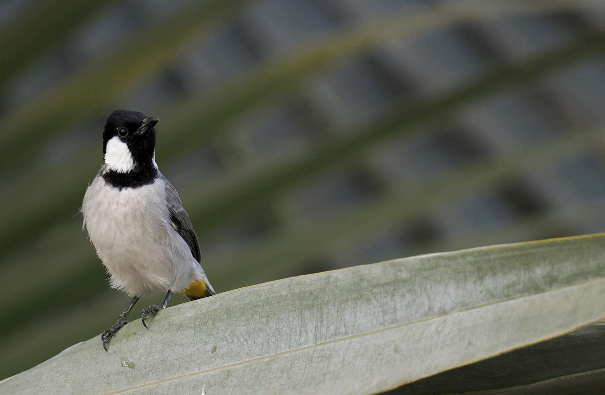 White-eared Bulbul - ML644453128