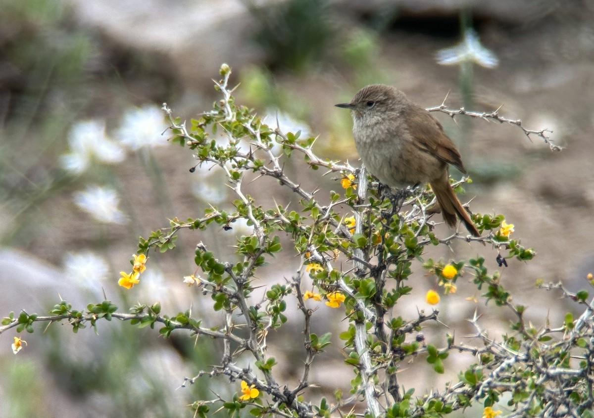Sharp-billed Canastero - ML644453130