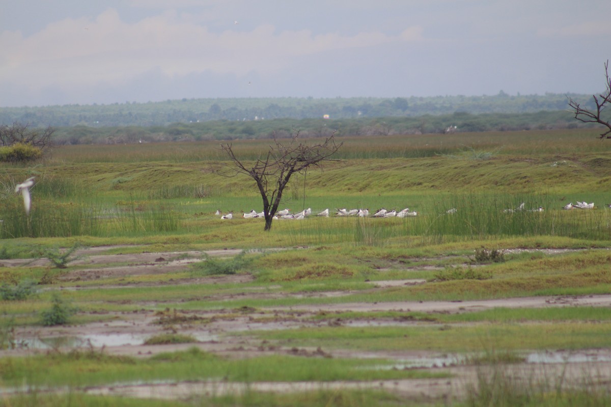 Caspian Tern - ML644453133