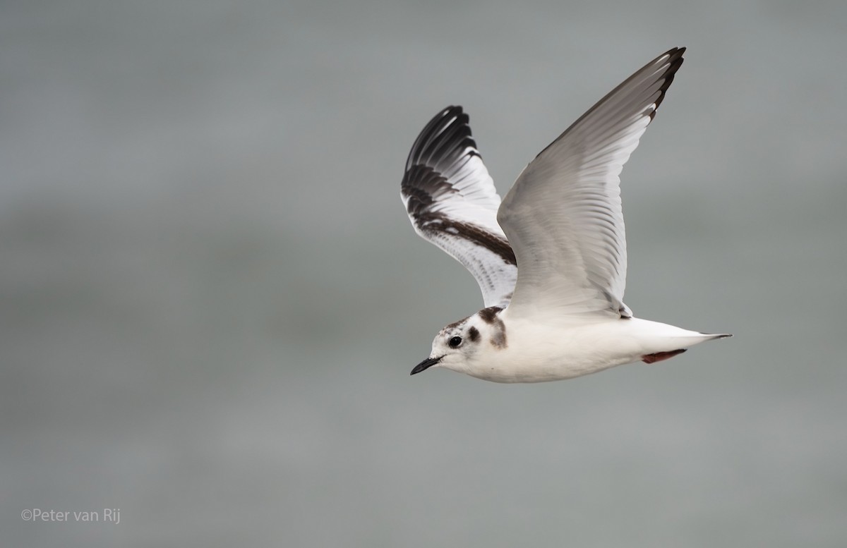 Little Gull - ML644453136