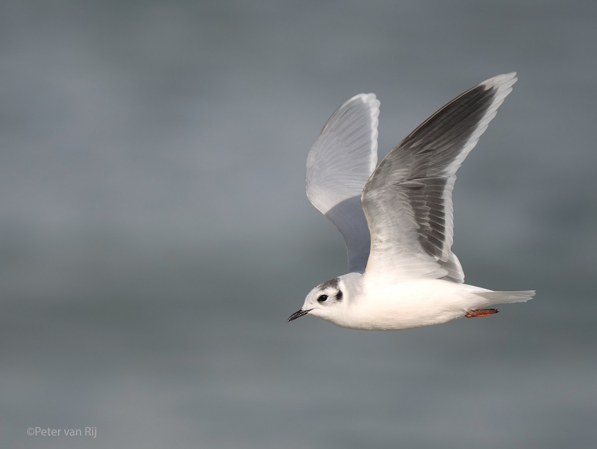 Little Gull - ML644453137