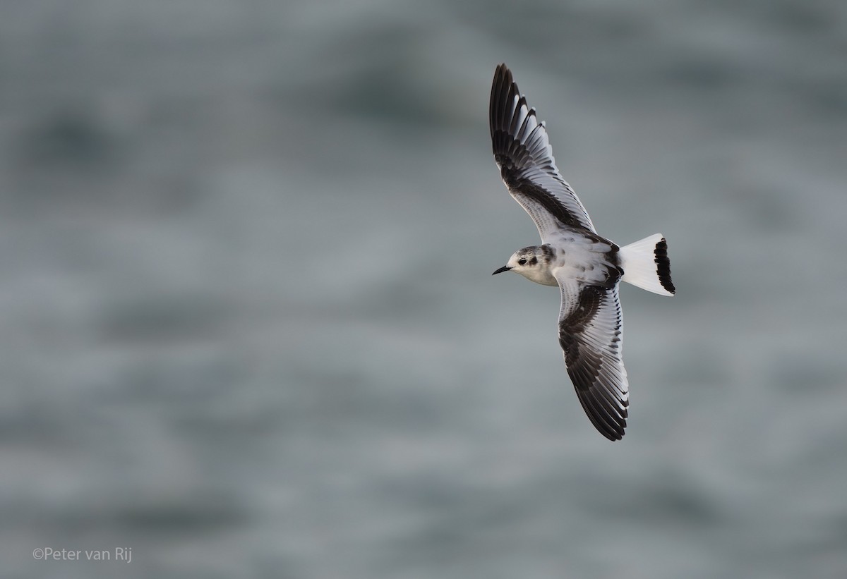 Little Gull - ML644453138