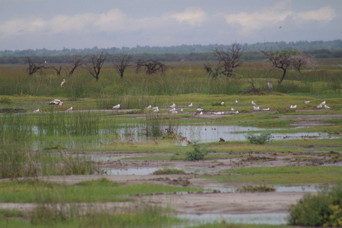 Gull-billed Tern - ML644453144