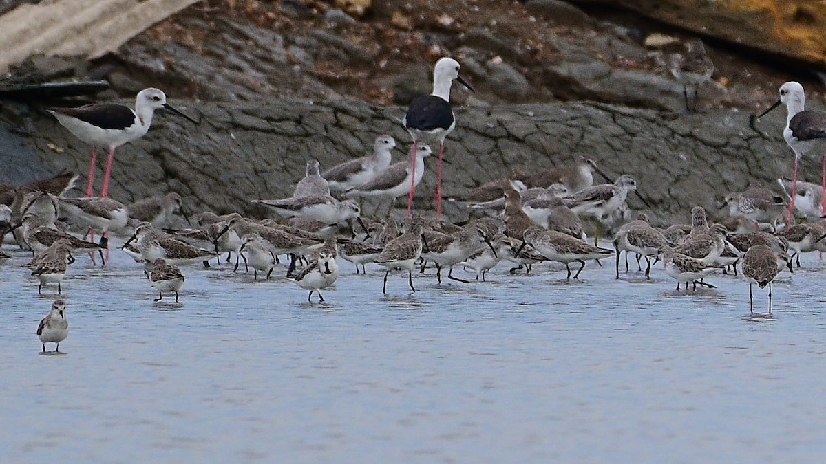 Spoon-billed Sandpiper - ML644453145