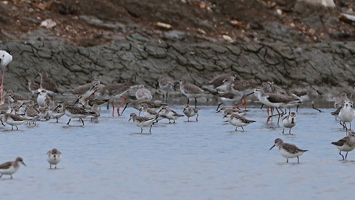 Spoon-billed Sandpiper - ML644453146
