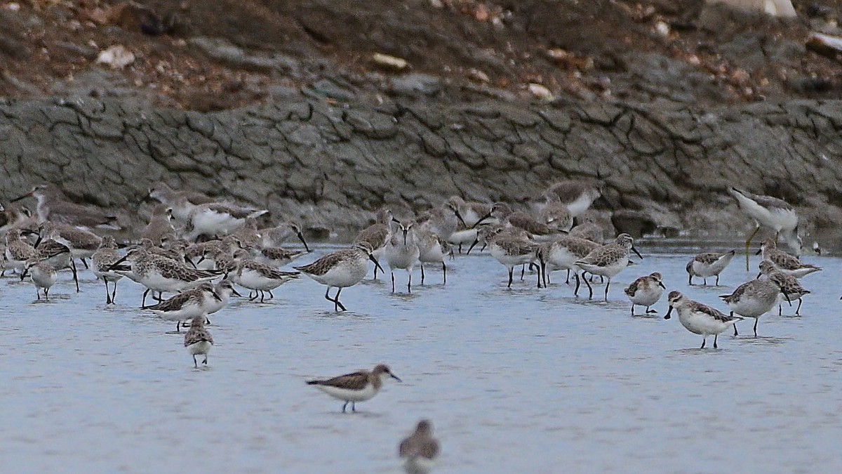 Spoon-billed Sandpiper - ML644453147