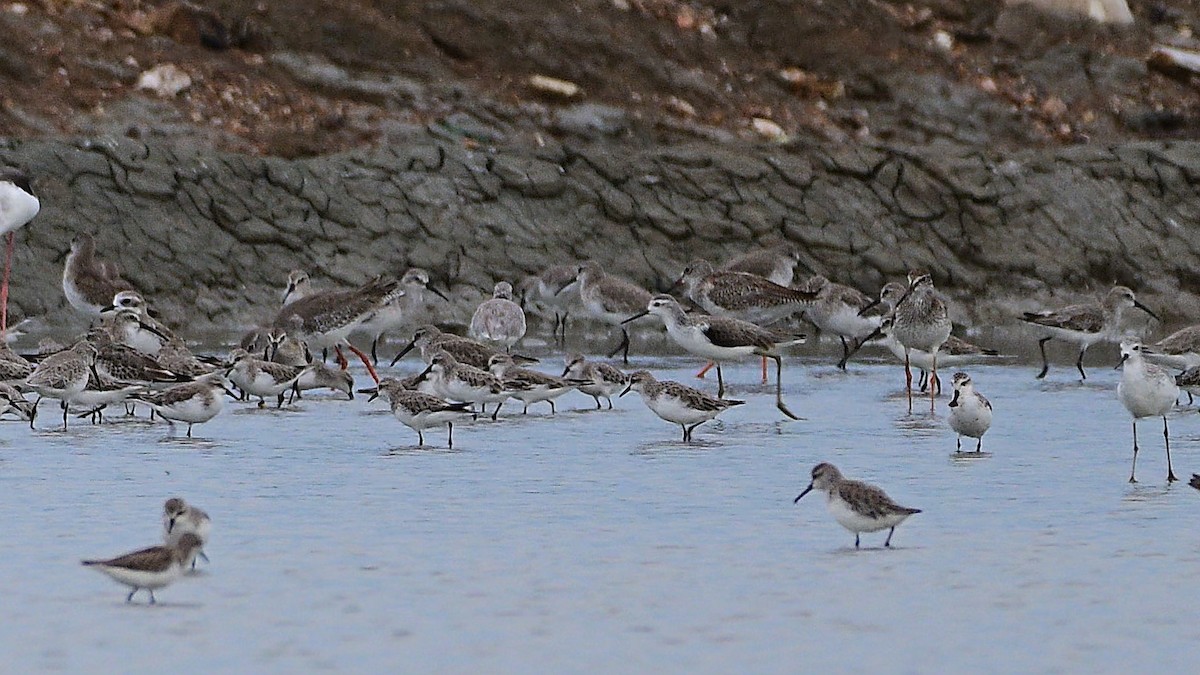 Spoon-billed Sandpiper - ML644453148