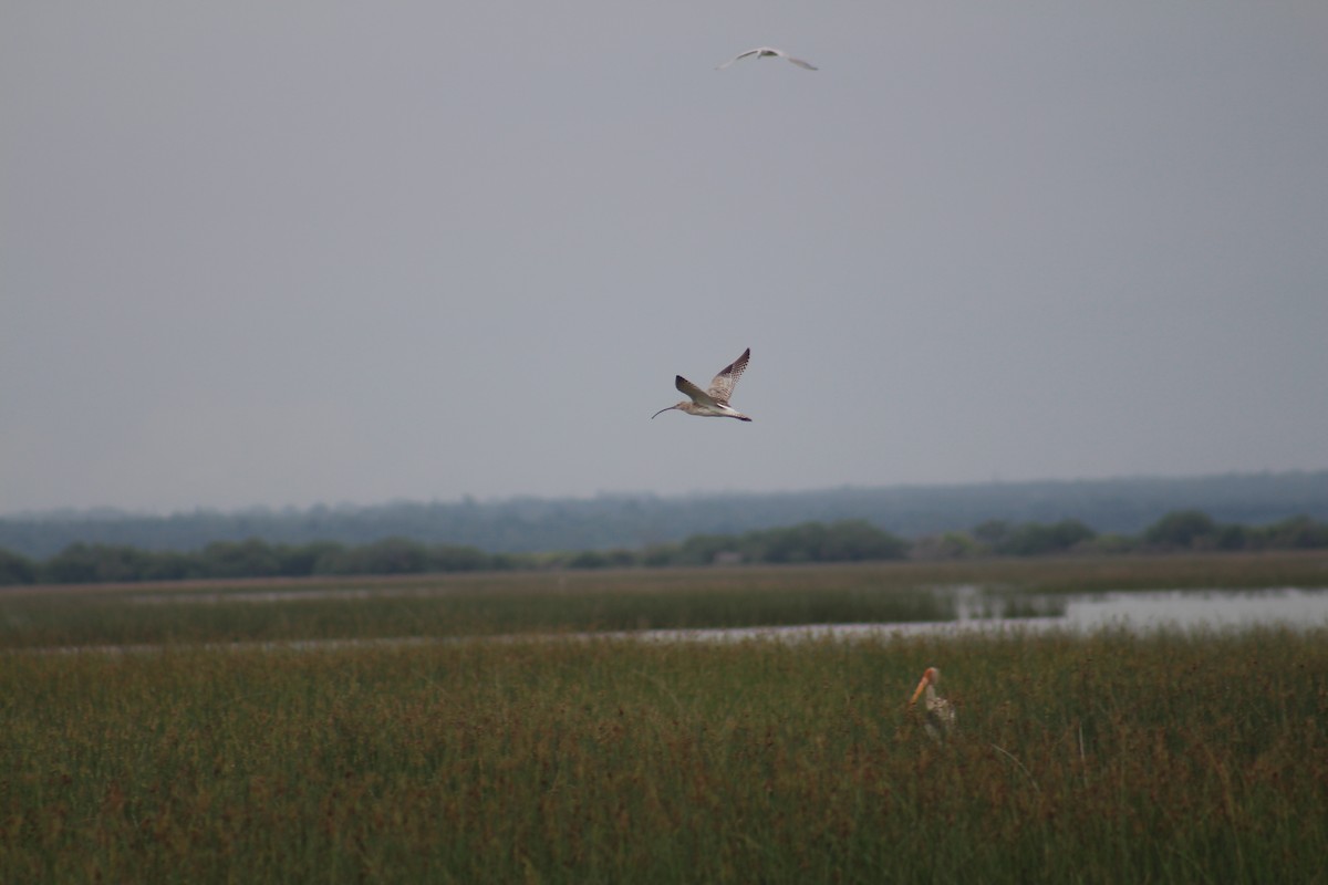 Eurasian Curlew - ML644453156