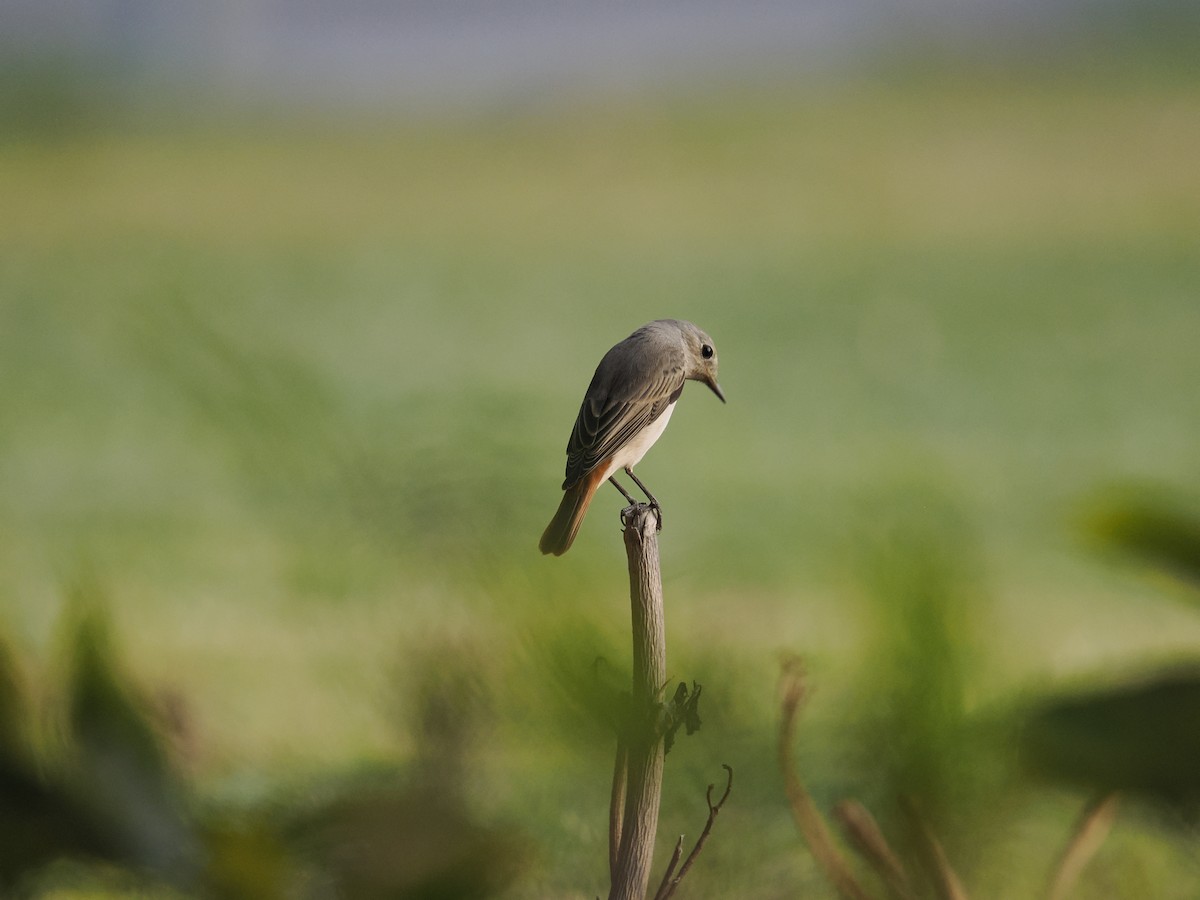 Common Redstart - ML644453157