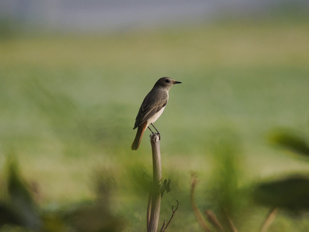 Common Redstart - ML644453158