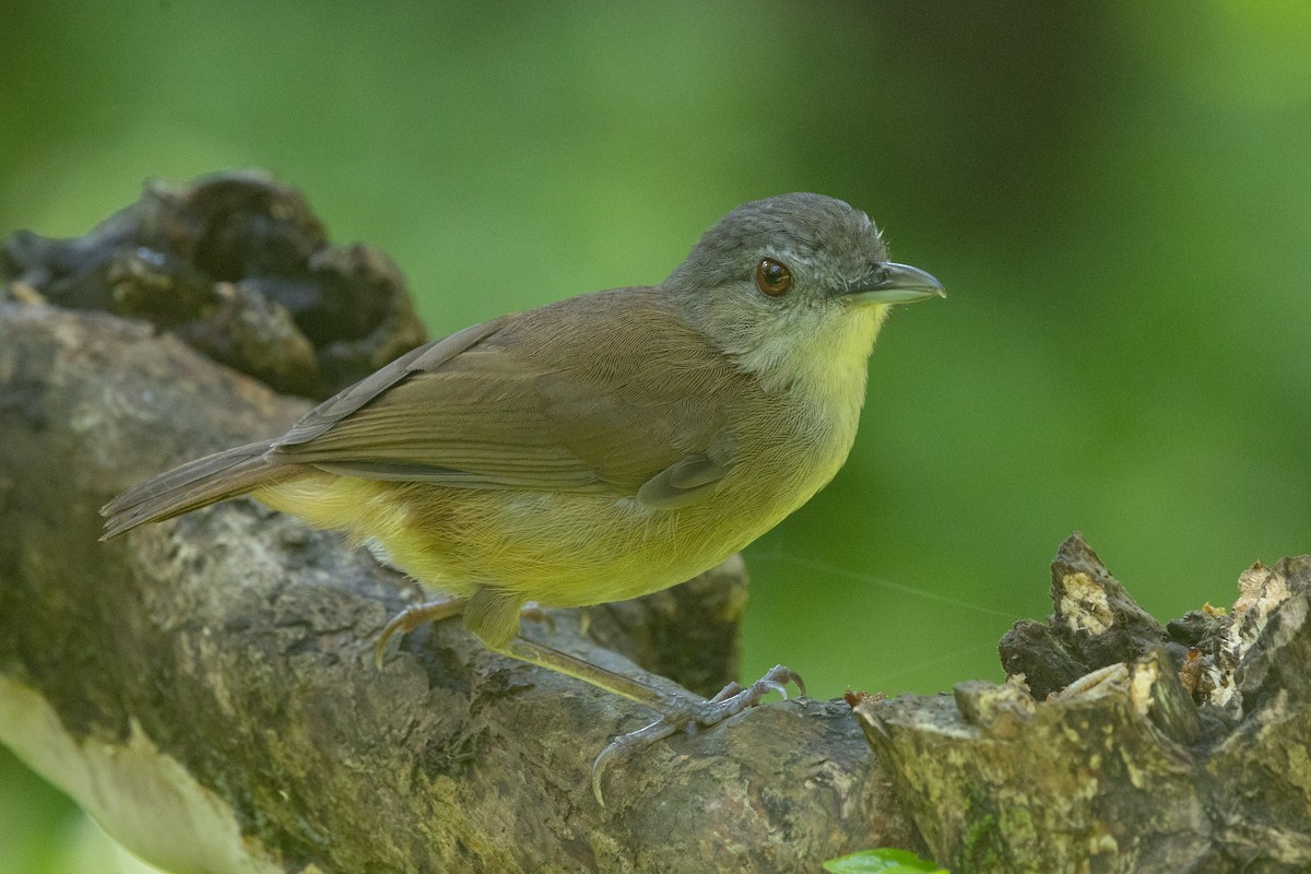 Horsfieldmausdrossling - ML644453160