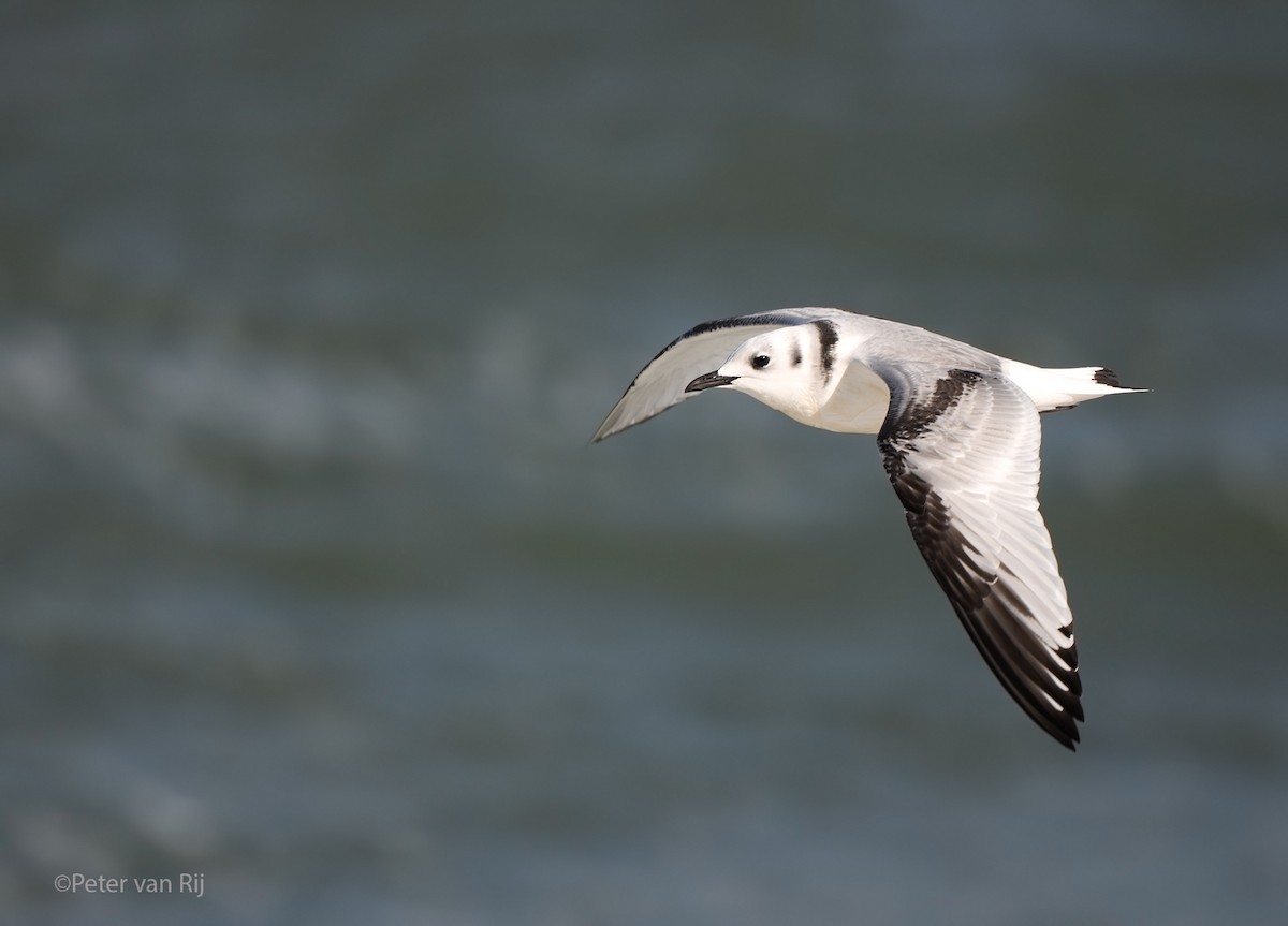Black-legged Kittiwake - ML644453162
