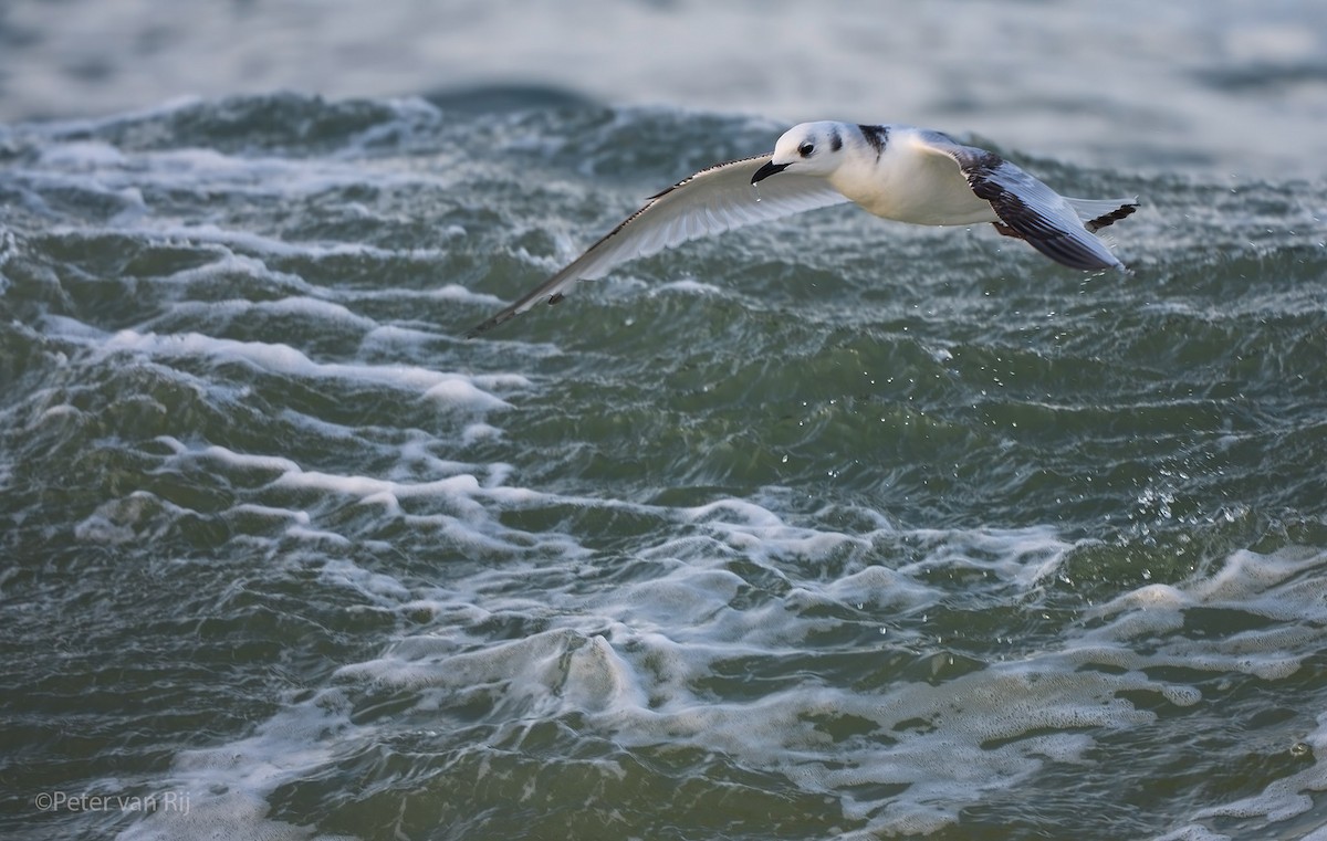 Black-legged Kittiwake - ML644453163