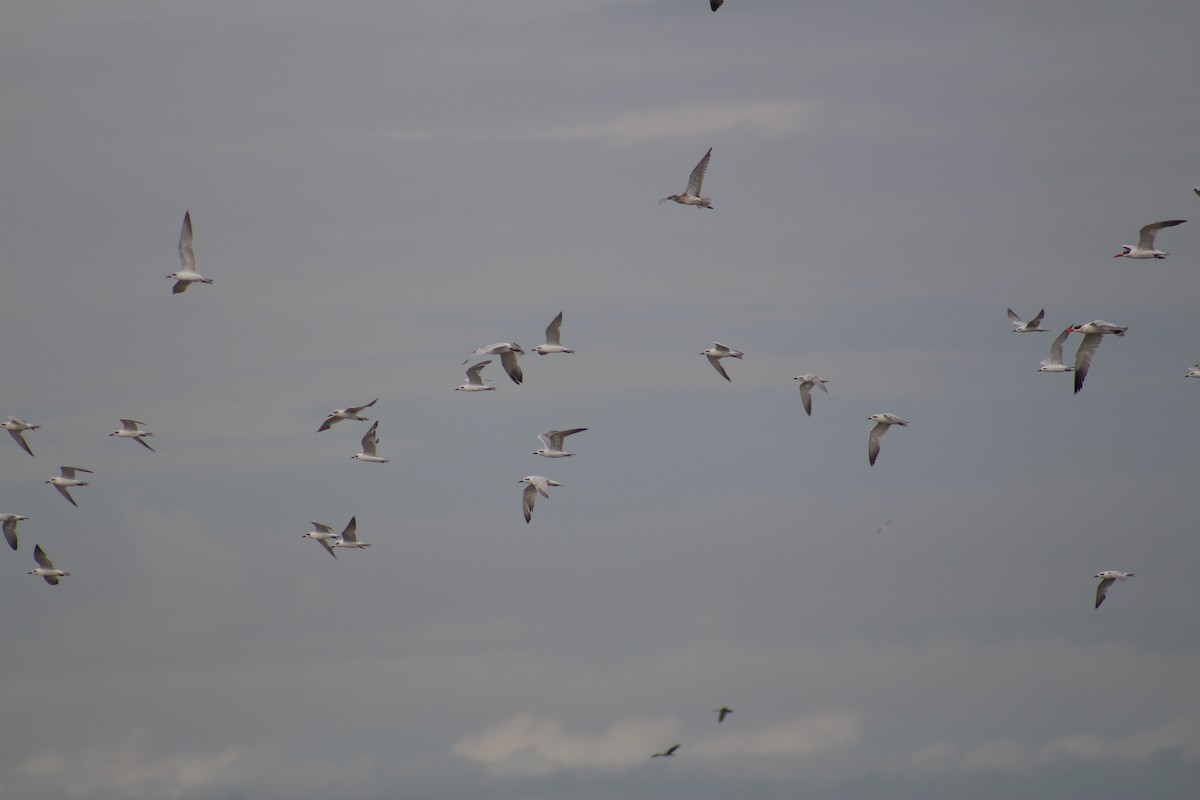 Gull-billed Tern - ML644453164