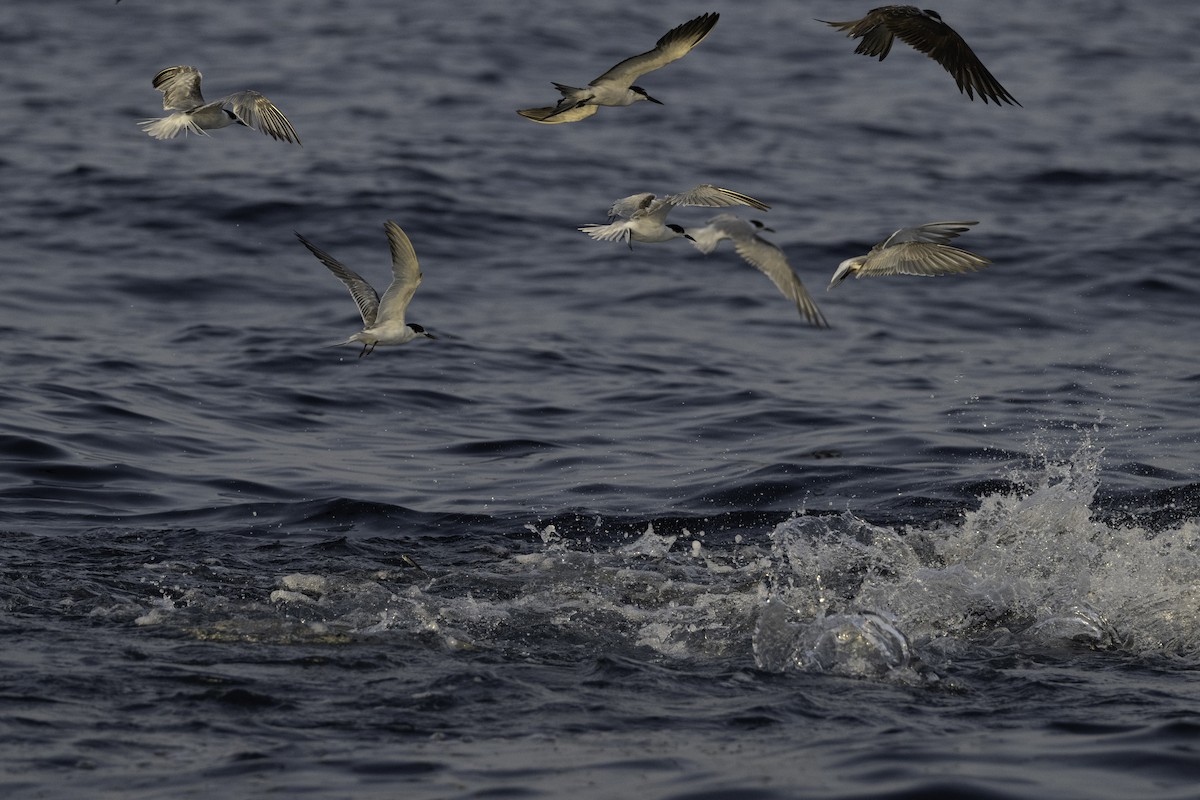Common Tern - ML644453168