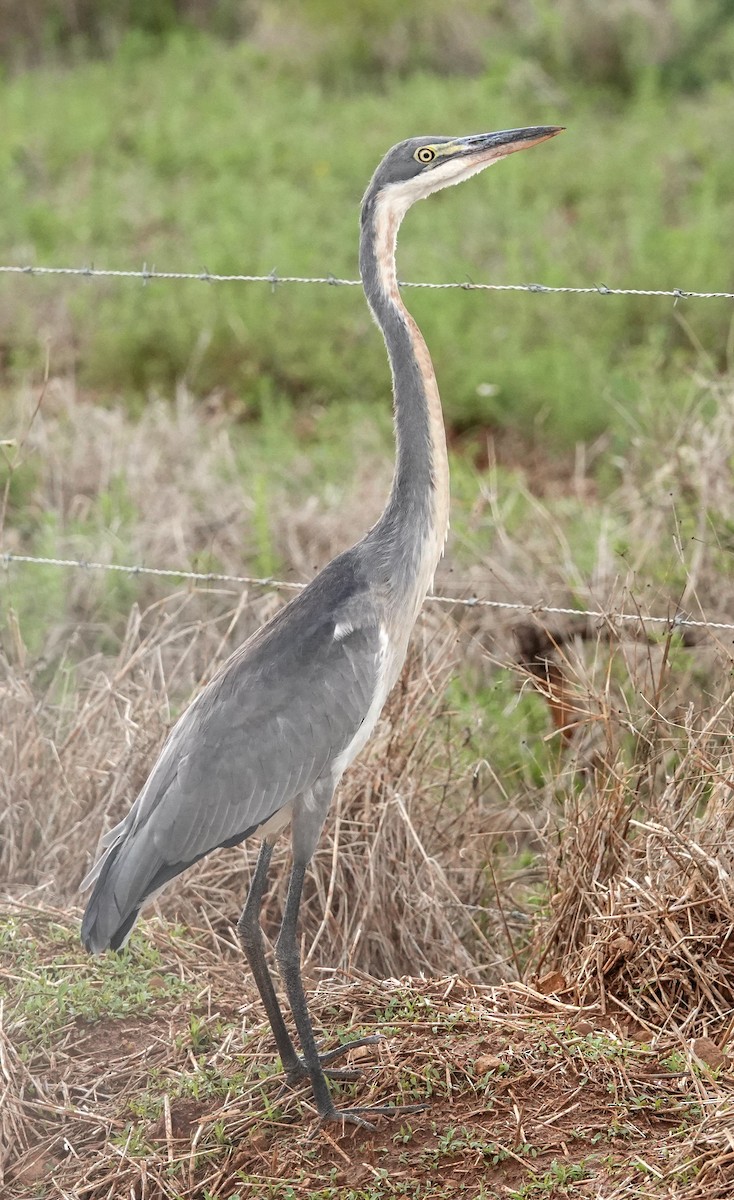 Black-headed Heron - ML644453170