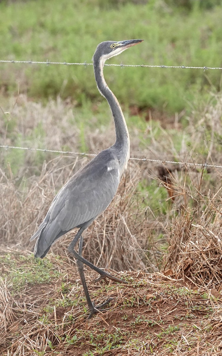 Black-headed Heron - ML644453171