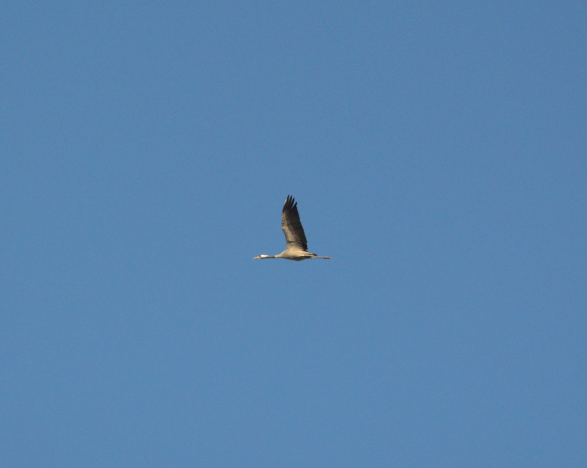 Common Crane - ML644453173