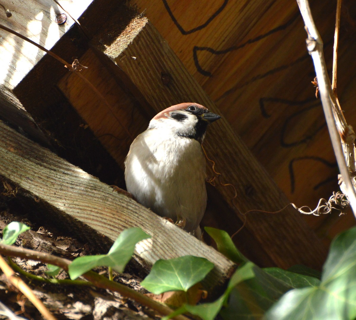 Eurasian Tree Sparrow - ML644453176