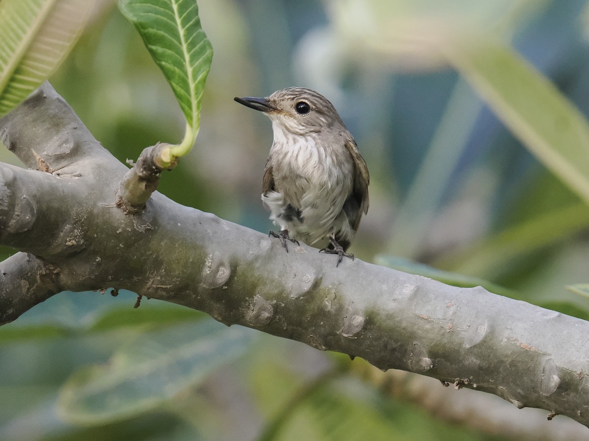 Grauschnäpper - ML644453177