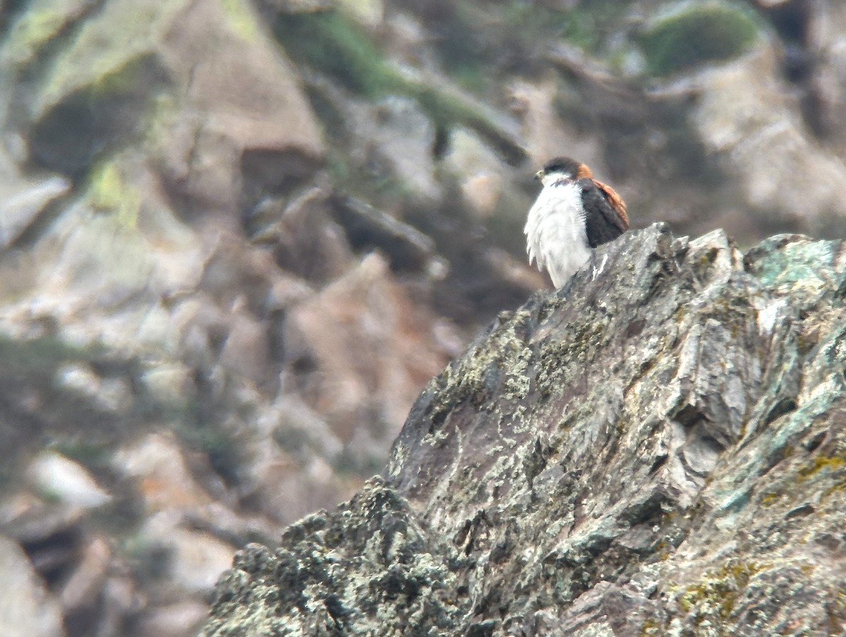 Variable Hawk - ML644453182