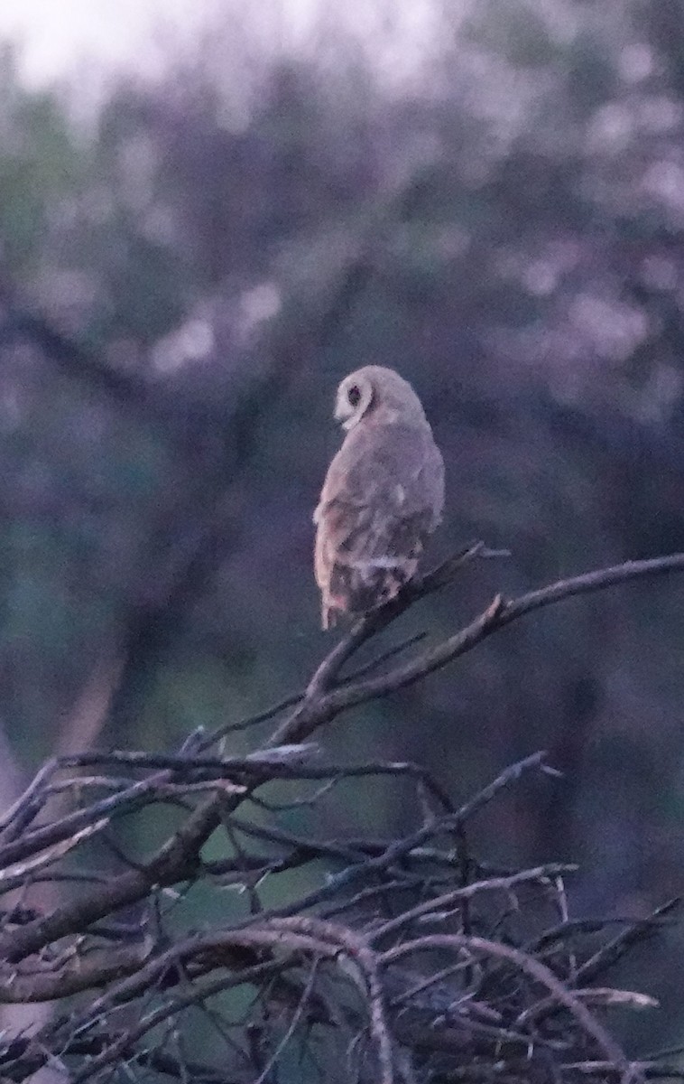 gressugle - ML644453184