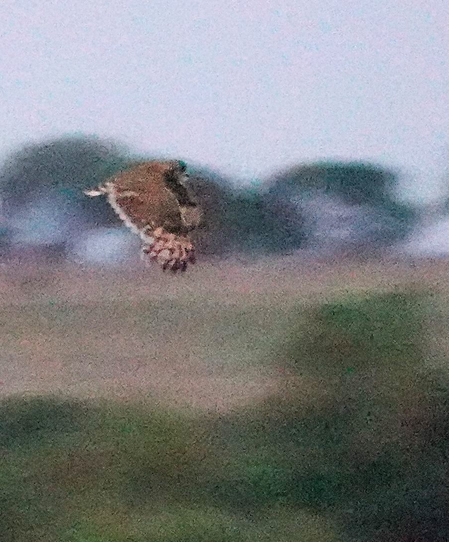 gressugle - ML644453185