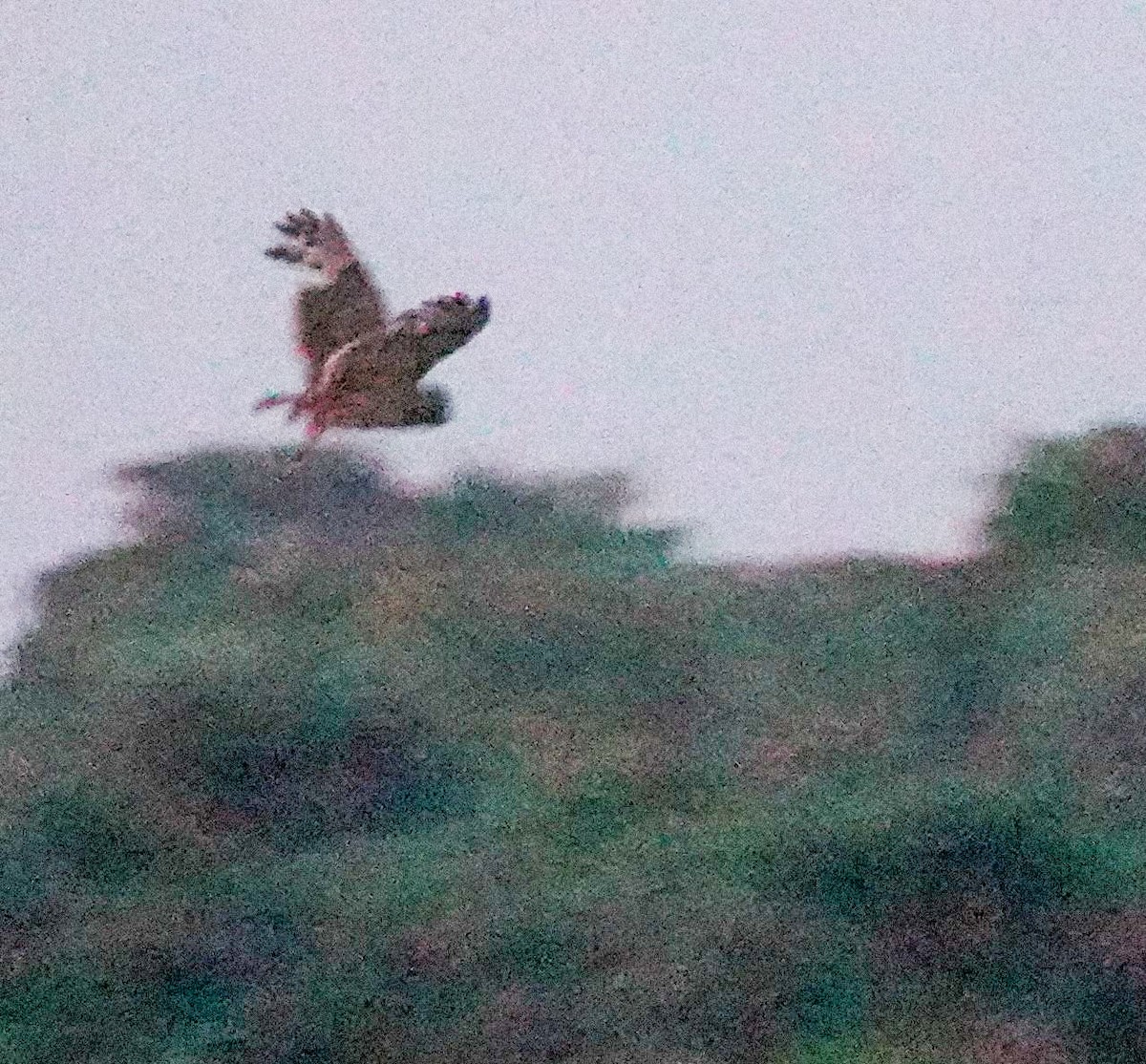 gressugle - ML644453186