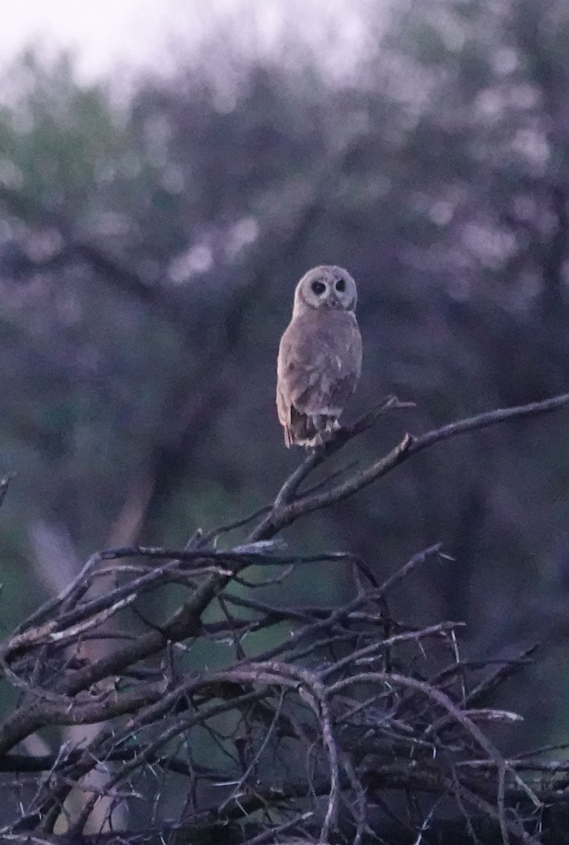 gressugle - ML644453187