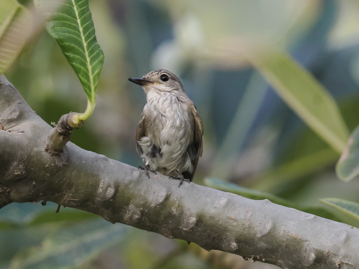 Grauschnäpper - ML644453189