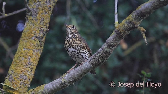 måltrost - ML644453201