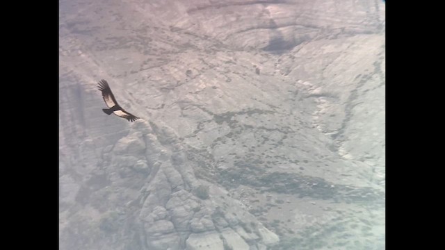 andeskondor - ML644453202