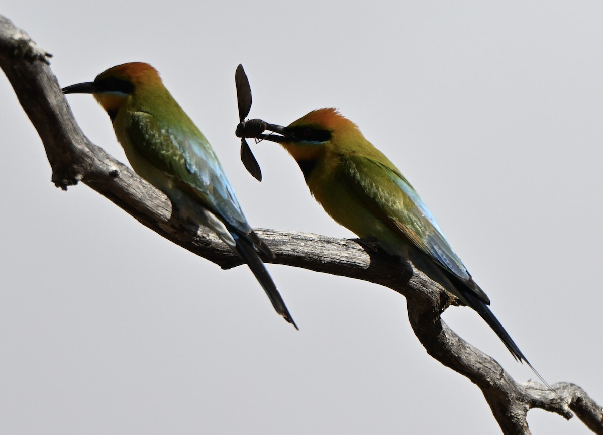 Радужная щурка - ML644453207