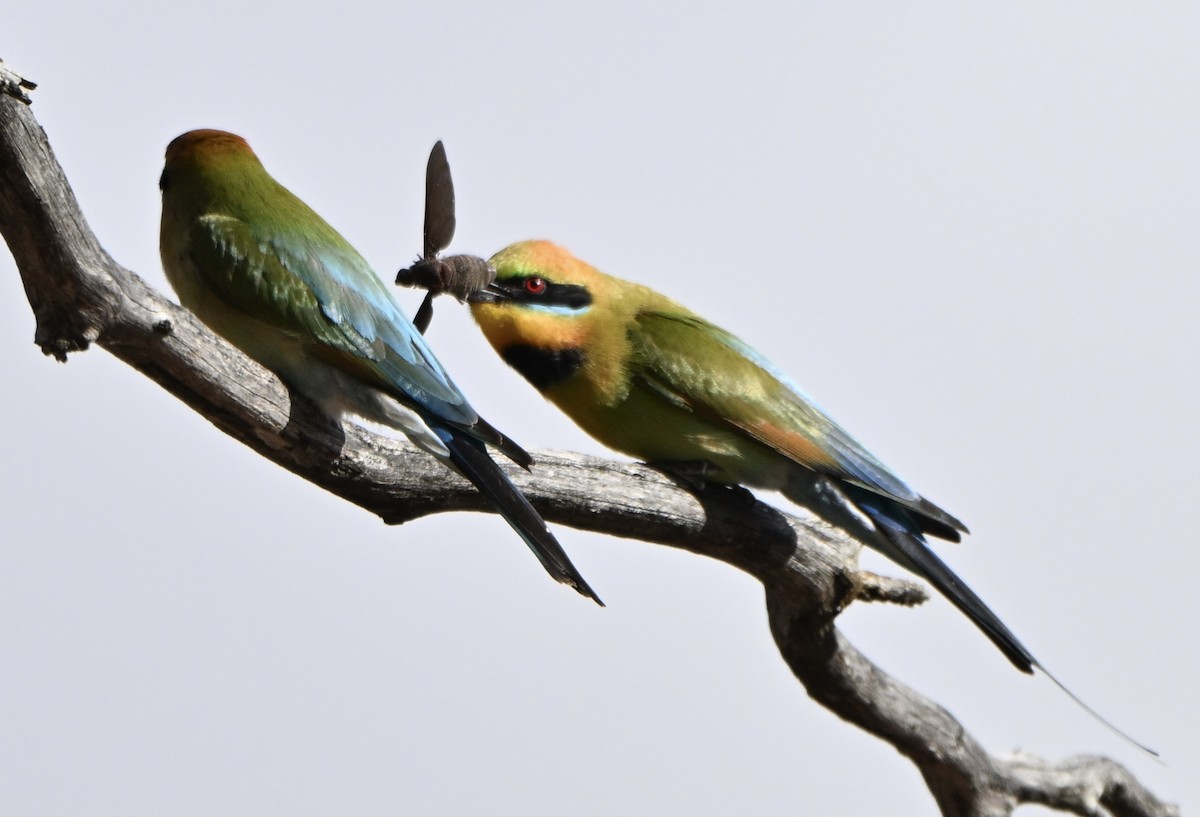 Радужная щурка - ML644453209