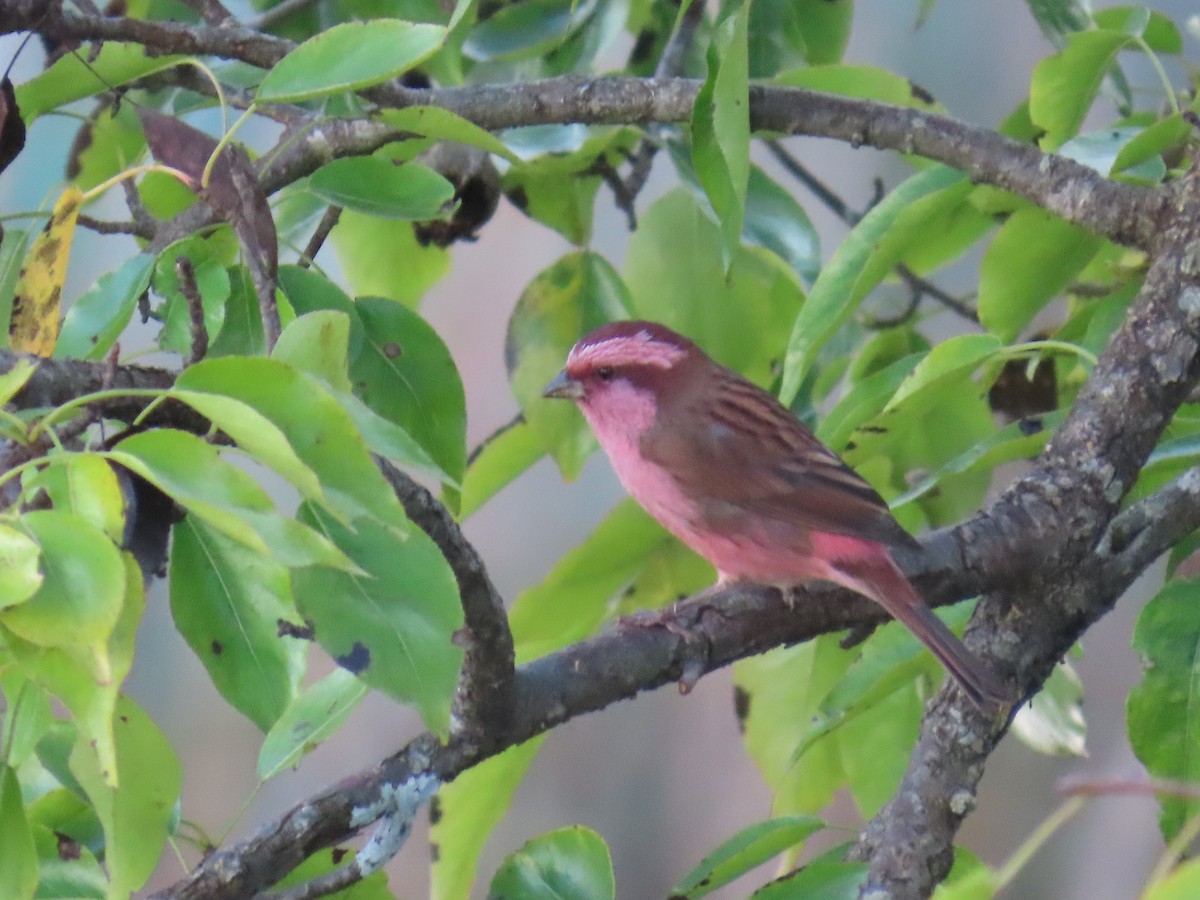 Pink-browed Rosefinch - ML644453210