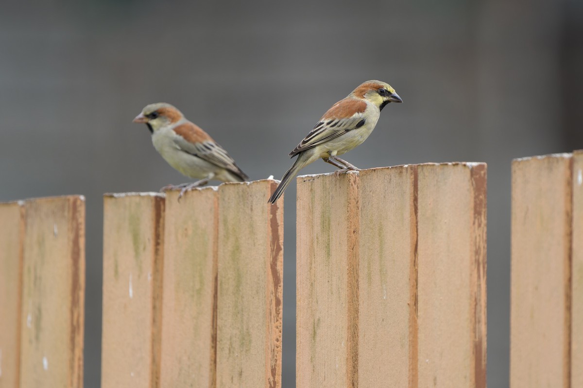 Горобець оливковий - ML644453217