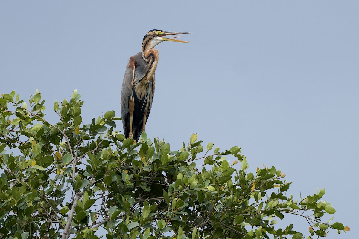 Рыжая цапля (группа purpurea) - ML644453220
