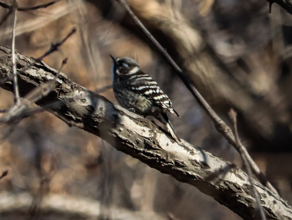 Japanese Pygmy Woodpecker - ML644453221