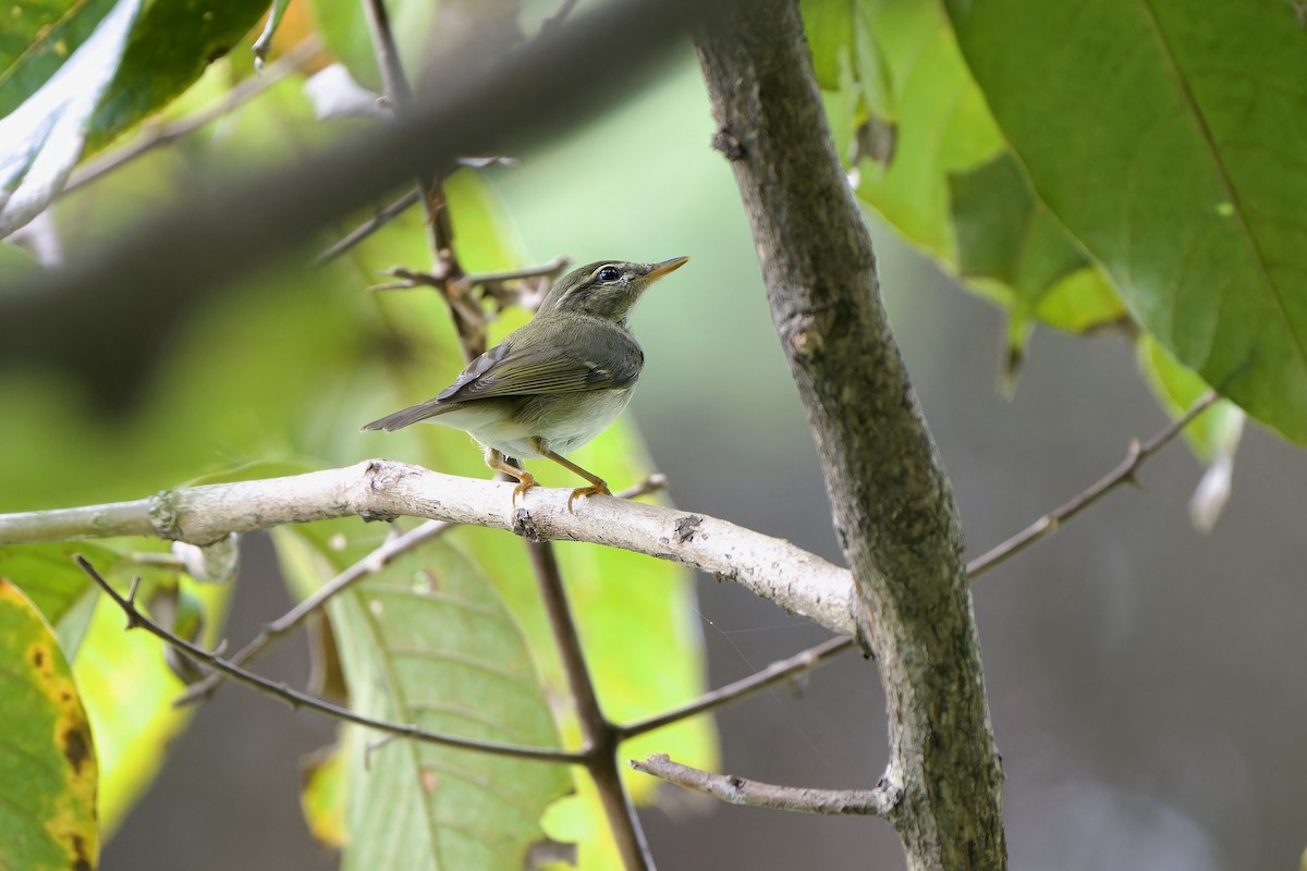 Arctic Warbler - ML644453225