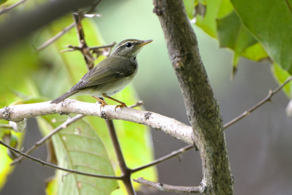 Arctic Warbler - ML644453226