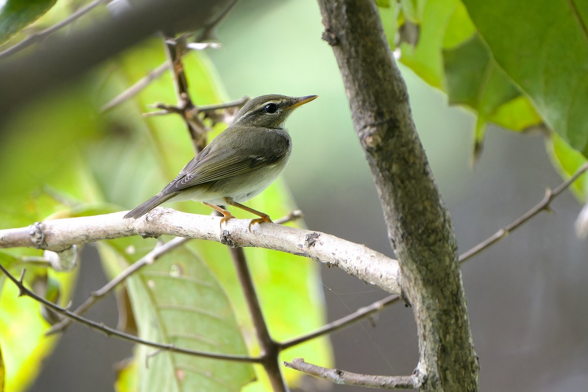 Arctic Warbler - ML644453227