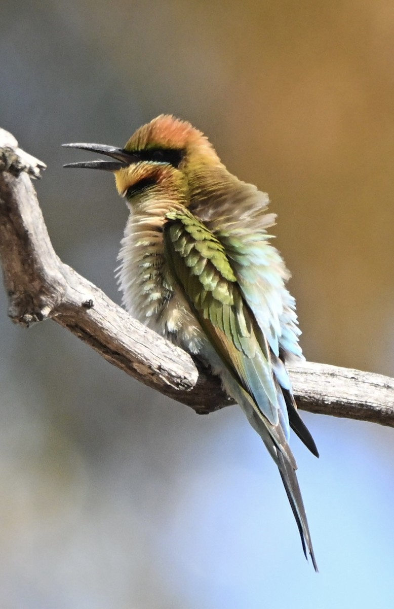 Радужная щурка - ML644453228