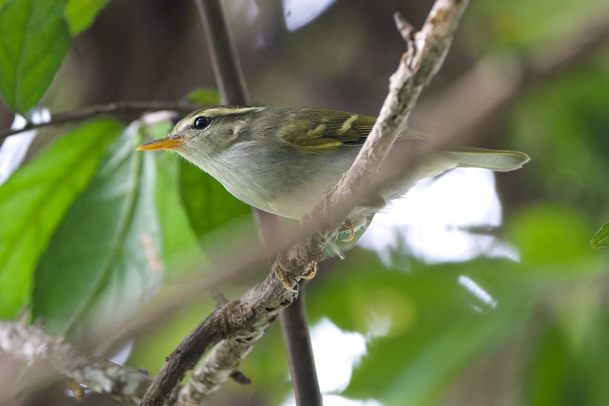 Claudia's Leaf Warbler - ML644453231