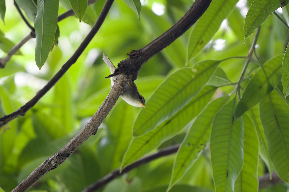 Claudia's Leaf Warbler - ML644453232