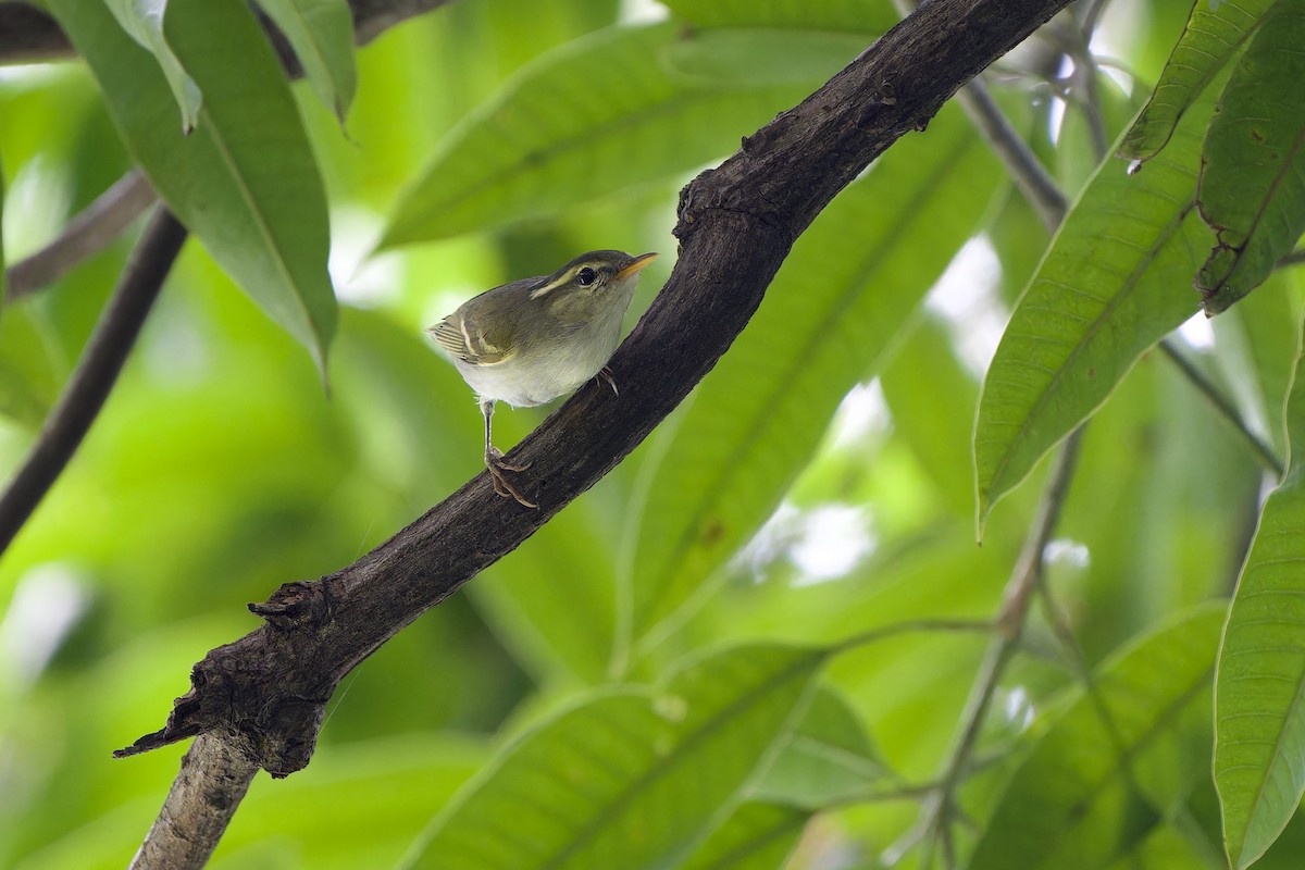 Claudia's Leaf Warbler - ML644453233
