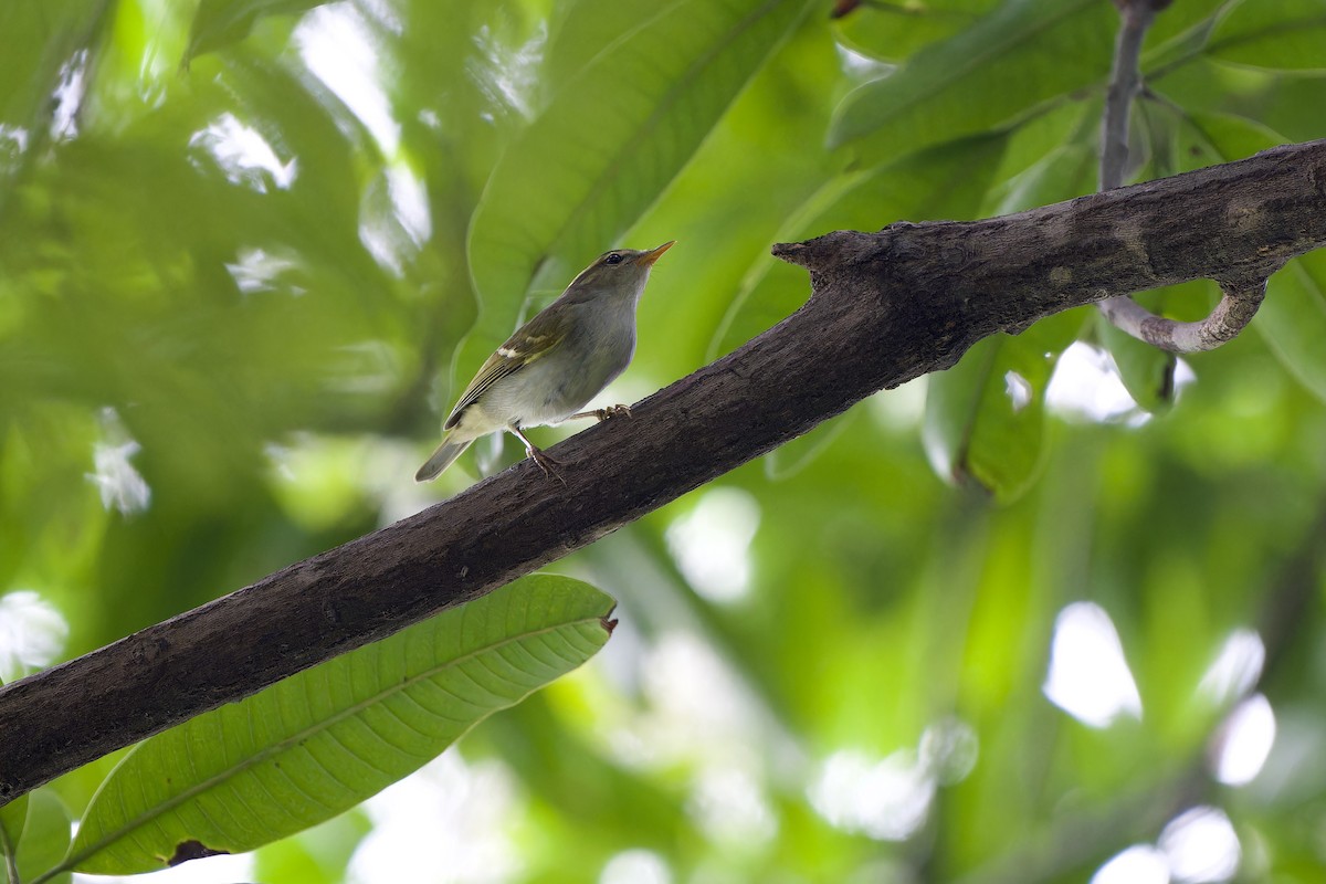 Claudia's Leaf Warbler - ML644453234