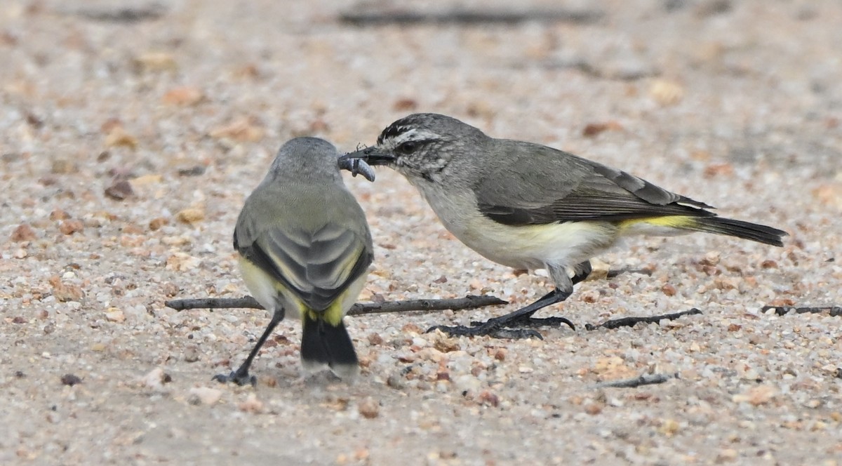 コモントゲハシムシクイ - ML644453244