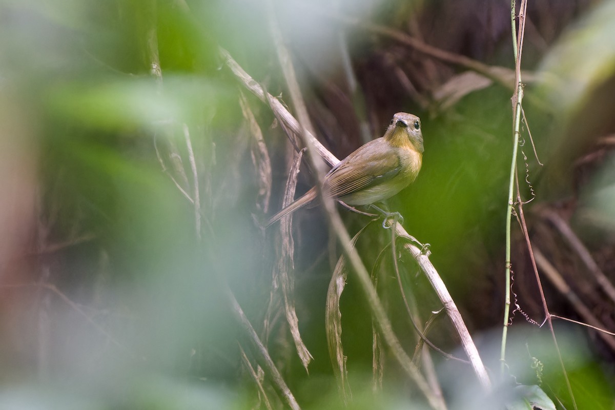 Chinese Blue Flycatcher - ML644453247